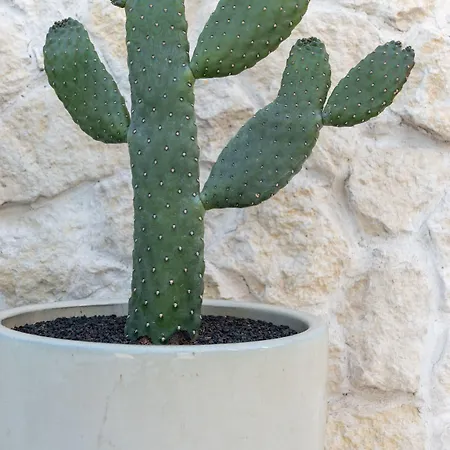 Tensuites - Adults Only